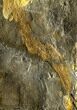 Rare Placoderm (Cowralepis) Fossil - #6536-2
